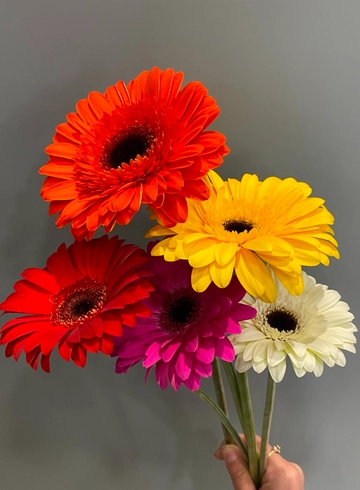 Гербера от интернет-магазина цветов в 