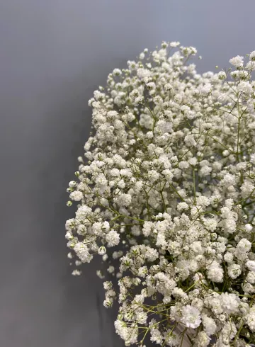 Гипсофила от интернет-магазина цветов в 