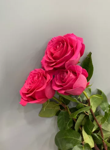 Роза Пинк Флойд 60 см от интернет-магазина цветов в 