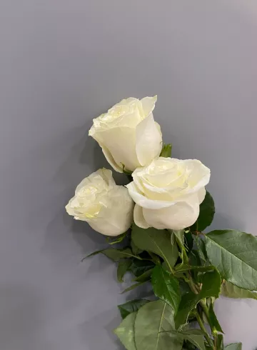 Роза Мондиаль 80 см от интернет-магазина цветов в 