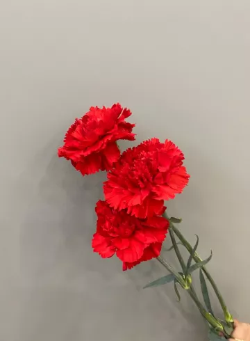 Гвоздика от интернет-магазина цветов в 