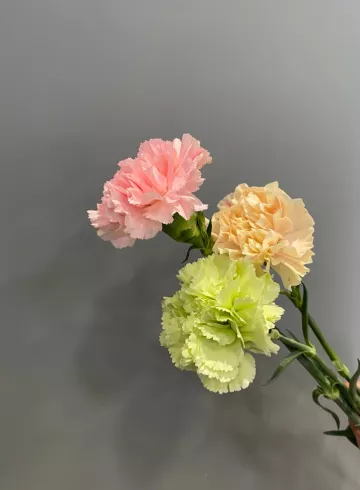 Гвоздика Микс от интернет-магазина цветов в 