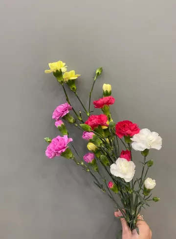 Гвоздика Кустовая от интернет-магазина цветов в 