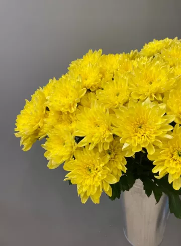 Хризантема Балтика Жёлтая от интернет-магазина цветов в 