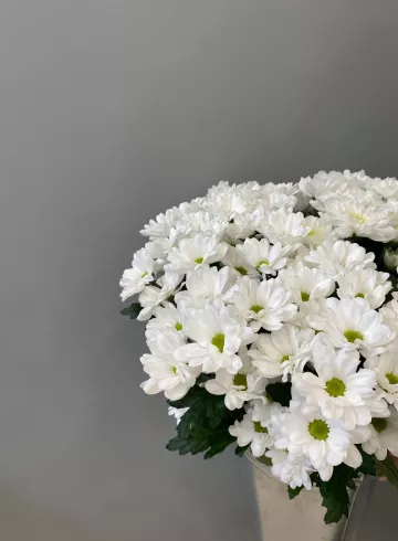 Хризантема Кеннеди Белая от интернет-магазина цветов в 