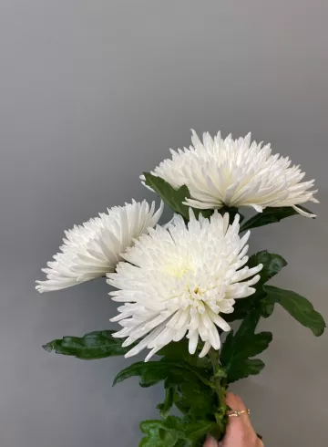 Хризантема Анастасия Белая от интернет-магазина цветов в 