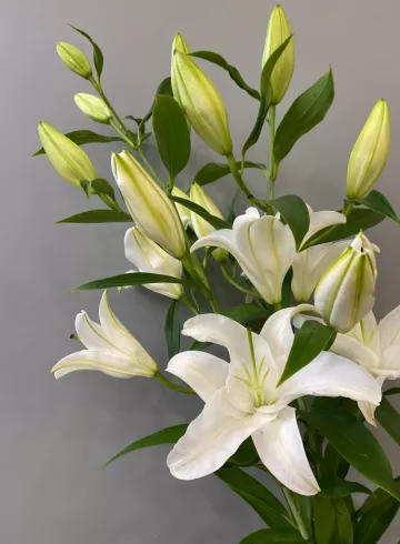 Лилия Белая от интернет-магазина цветов в 