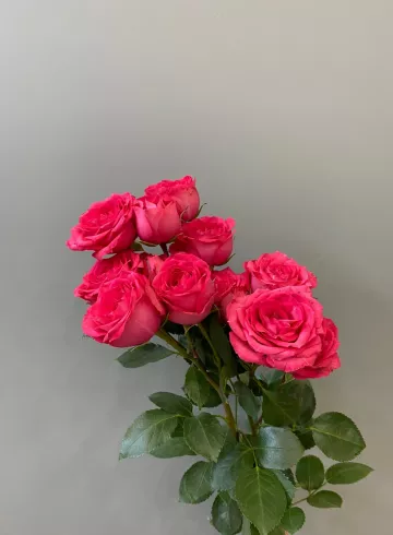 Роза Кустовая Фуксия от интернет-магазина цветов в 