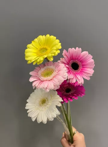 Гербера Мини от интернет-магазина цветов в 