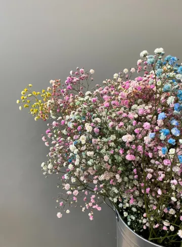 Гипсофила Радужная от интернет-магазина цветов в 