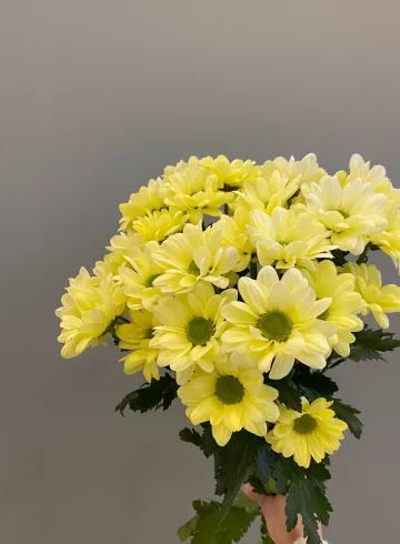 Хризантема Кеннеди Лимонная от интернет-магазина цветов в 
