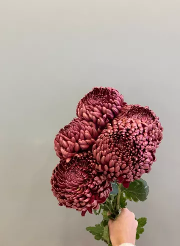 Хризантема Бигуди от интернет-магазина цветов в 