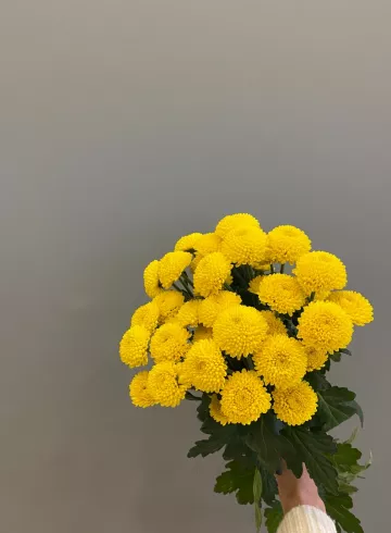 Хризантема Мультифлора Жёлтая от интернет-магазина цветов в 