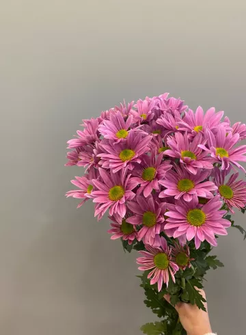 Хризантема Балерина Розовая от интернет-магазина цветов в 