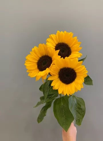 Подсолнух от интернет-магазина цветов в 