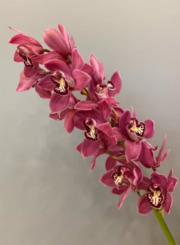 Орхидея Цимбидиум от интернет-магазина цветов в 