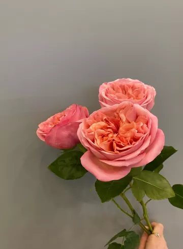 Роза Пионовидная от интернет-магазина цветов в 