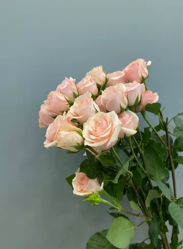 Роза Кустовая Нежно-Розовая от интернет-магазина цветов в 