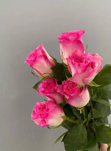 Роза Малибу 70 см от интернет-магазина цветов в 