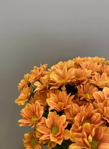 Хризантема Кеннеди Миднайтсан от интернет-магазина цветов в 