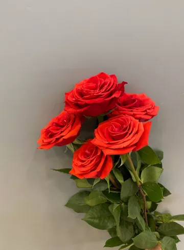 Роза Нина 70 см от интернет-магазина цветов в 