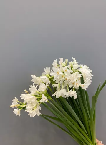 Нарцисс от интернет-магазина цветов в 