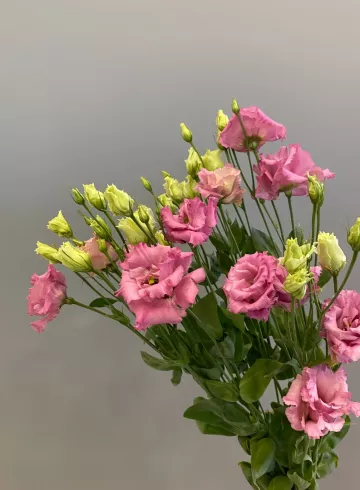 Эустома Розовая от интернет-магазина цветов в 