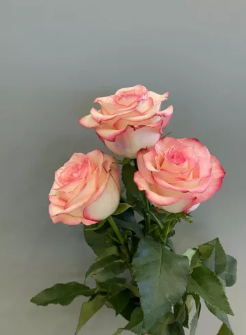 Роза Палома 70 см от интернет-магазина цветов в 