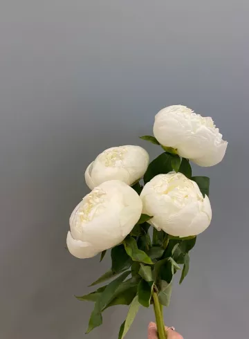 Пион Айсберг от интернет-магазина цветов в 