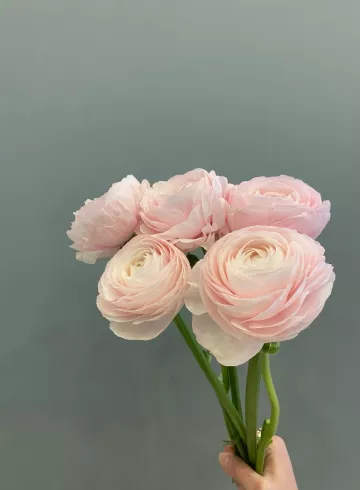 Ранункулюс Ханои Пинк от интернет-магазина цветов в 