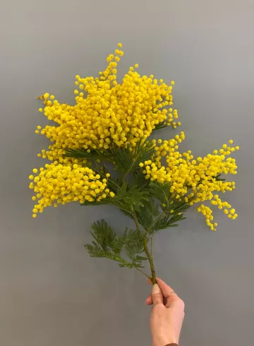 Мимоза от интернет-магазина цветов в 