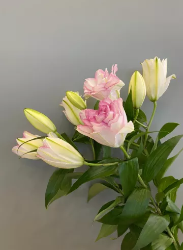 Лилия Розовая от интернет-магазина цветов в 