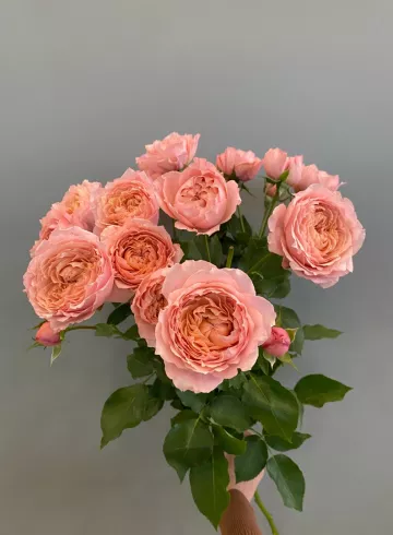 Роза Кустовая Пионовидная от интернет-магазина цветов в 