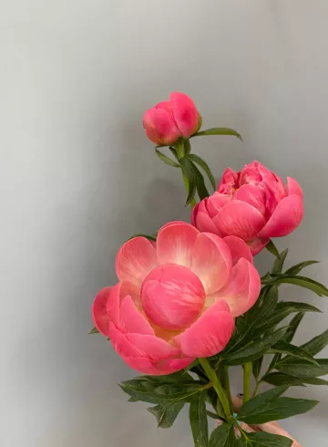 Пион Коралл от интернет-магазина цветов в 