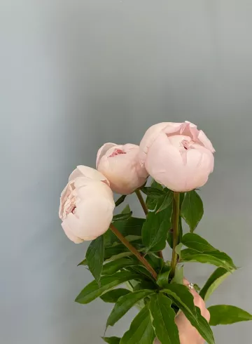 Пион от интернет-магазина цветов в 