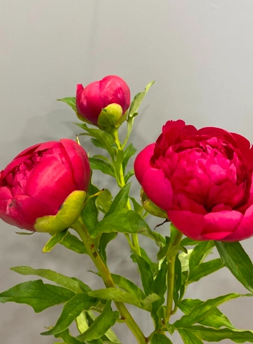 Пион Ред Шарм от интернет-магазина цветов в 