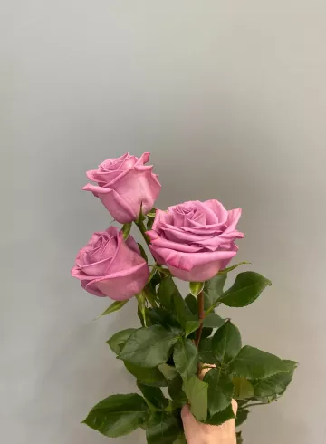 Роза Вальц Тайм 70 см от интернет-магазина цветов в 