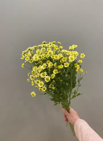 Хризантема Сантини от интернет-магазина цветов в 