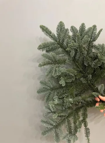 Нобилис от интернет-магазина цветов в 